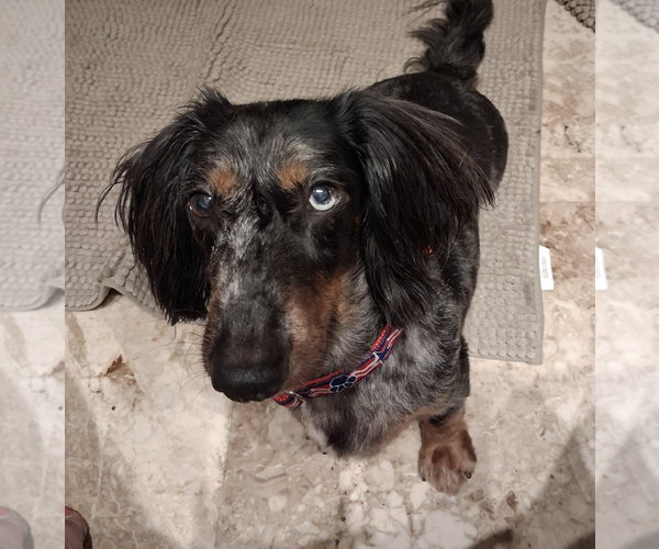 Medium Photo #4 Dachshund Puppy For Sale in Weston, FL, USA