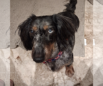 Small #3 Dachshund