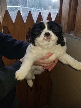 Medium Photo #1 Cava-Chin Puppy For Sale in HENNIKER, NH, USA