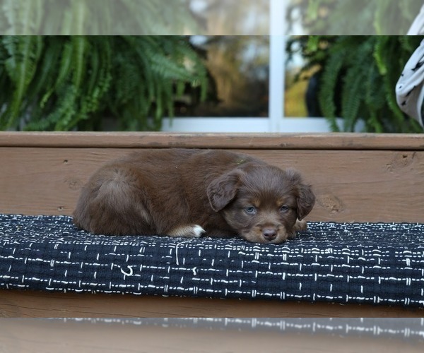 Medium Photo #7 Miniature American Shepherd Puppy For Sale in DAWSON, GA, USA