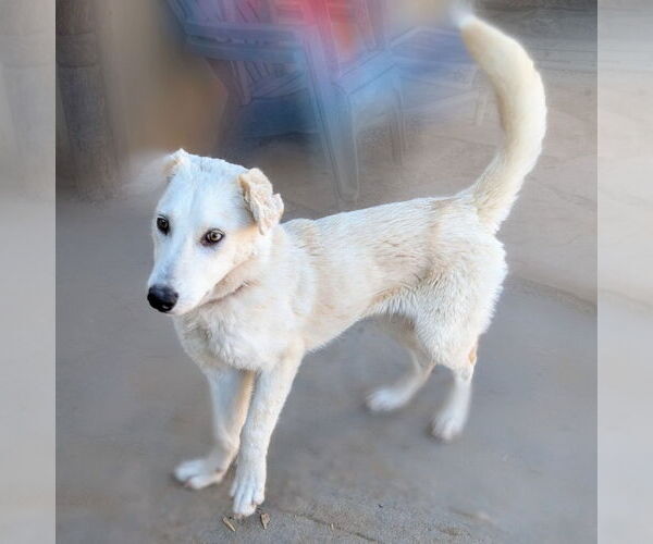 Medium Photo #1 Australian Shepherd-Unknown Mix Puppy For Sale in Pena Blanca, NM, USA