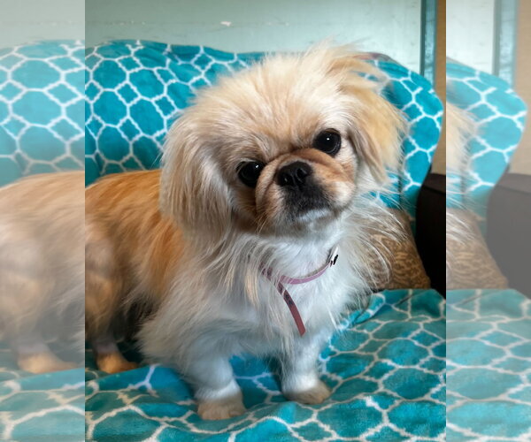 Medium Photo #6 Pekingese Puppy For Sale in Pacolet, SC, USA