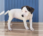 Small #3 American Staffordshire Terrier Mix