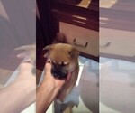 Puppy Puppy 1 Shiba Inu