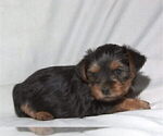 Small Photo #11 Yorkshire Terrier Puppy For Sale in NORTHGLENN, CO, USA