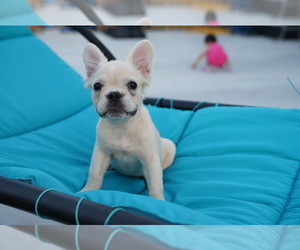 French Bulldog Puppy for sale in SAN JOSE, CA, USA