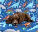 Small #5 Cavapoo (Miniature)