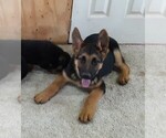 Small Photo #10 German Shepherd Dog Puppy For Sale in MORRISVILLE, MO, USA