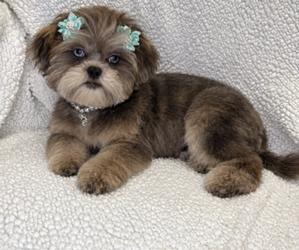 ShihPoo Puppy for sale in RANDOLPH, MA, USA