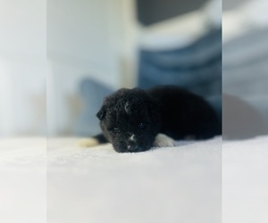 Siberian Husky Puppy for sale in HEMET, CA, USA