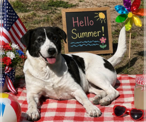 ELOWEN - Female Border Collie Dog for Adoption - Photo #3