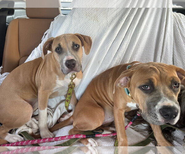 Medium Photo #13 Mutt Puppy For Sale in Orlando, FL, USA