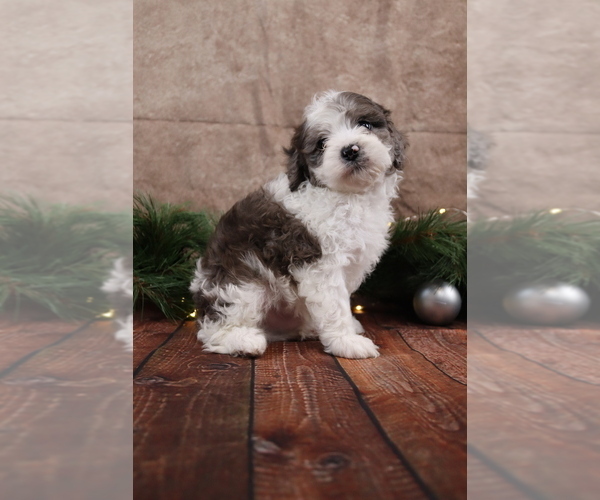 Medium Photo #5 Cavapoo (Toy) Puppy For Sale in WEST SALEM, OH, USA