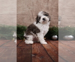 Small #4 Cavapoo (Toy)