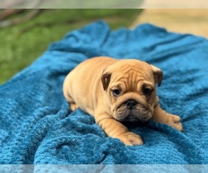 English Bulldog Puppy for sale in POWHATAN, VA, USA