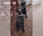 Small #2 Goldendoodle