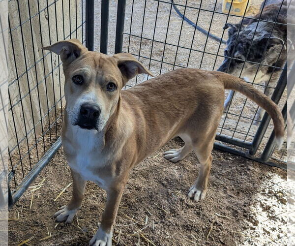 Medium Photo #1 Mutt Puppy For Sale in Golden Valley, AZ, USA