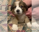Small Photo #11 Dorgi Puppy For Sale in HURST, IL, USA