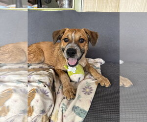 Bear - Male Australian Shepherd-Unknown Mix Dog for Adoption - Photo #2