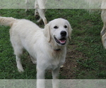 Small Photo #13 English Cream Golden Retriever Puppy For Sale in RINGGOLD, GA, USA