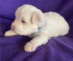 Puppy Galileo Coton de Tulear