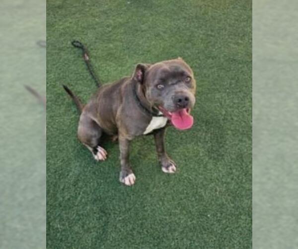 Medium Photo #3 American Pit Bull Terrier-Unknown Mix Puppy For Sale in Rockwall, TX, USA