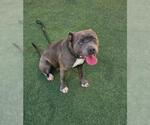 Small #2 American Pit Bull Terrier Mix