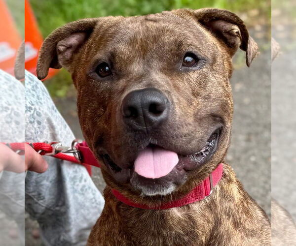 Medium Photo #15 Mutt Puppy For Sale in Canton, CT, USA