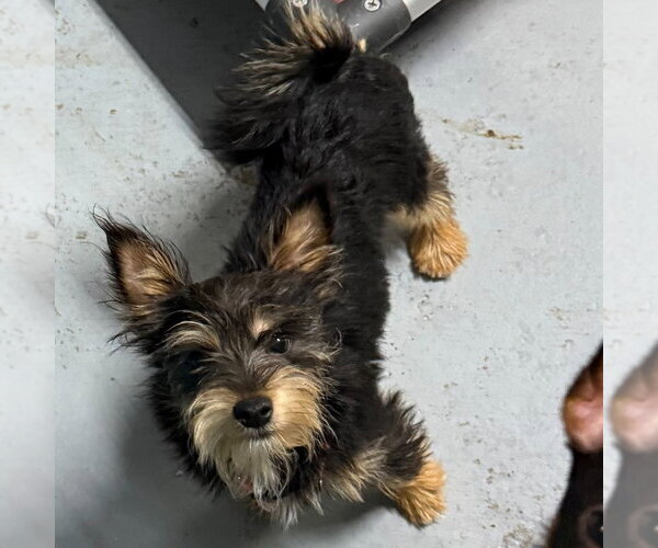 Medium Photo #1 Mutt Puppy For Sale in Lawrenceville, NJ, USA
