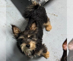 Mutt Dogs for adoption in Lawrenceville, NJ, USA