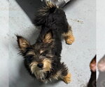 Small Mutt
