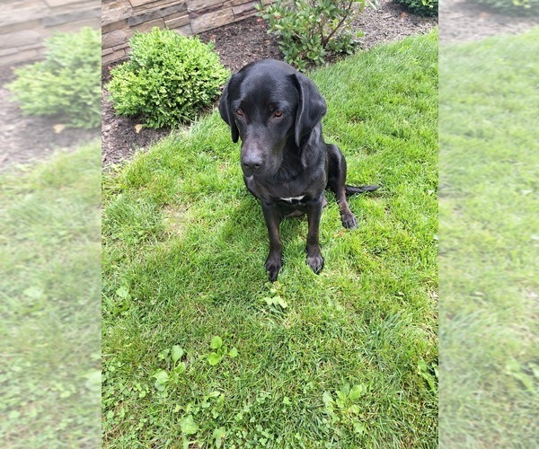 Medium Photo #1 Labrador Retriever Puppy For Sale in GREENWOOD, WI, USA