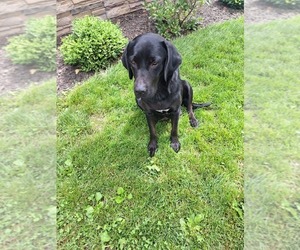Mother of the Labrador Retriever puppies born on 07/23/2025