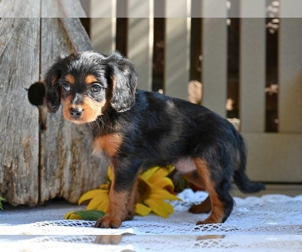 Medium Photo #3 Cavapoo Puppy For Sale in MILLERSBURG, OH, USA