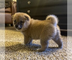 Shiba Inu Puppy for Sale in SNOHOMISH, Washington USA