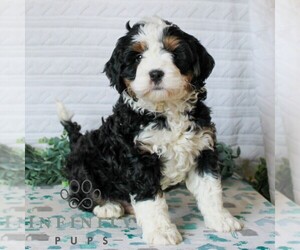 Bernedoodle (Miniature) Puppy for sale in LITITZ, PA, USA