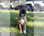 Small #1 Labrador Retriever Mix