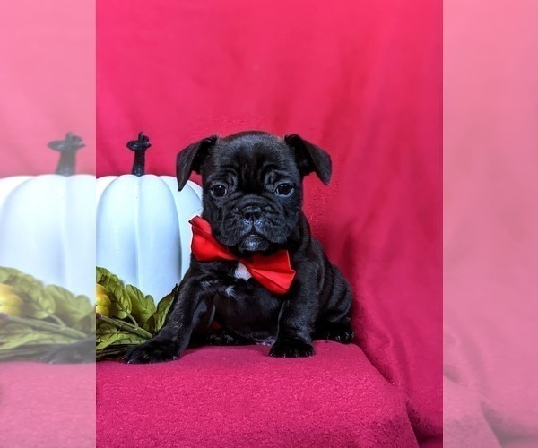 Medium Photo #3 French Bulldog Puppy For Sale in PARADISE, PA, USA