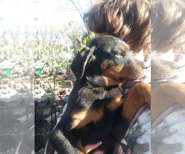 Medium Photo #7 Rottweiler Puppy For Sale in NEW LONDON, MO, USA