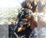 Small #6 Rottweiler