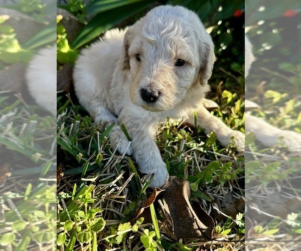 Medium Photo #12 Goldendoodle Puppy For Sale in PENSACOLA, FL, USA