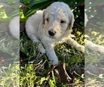 Small #11 Goldendoodle
