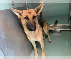 German Shepherd Dog-Unknown Mix Dogs for adoption in Moreno Valley, CA, USA