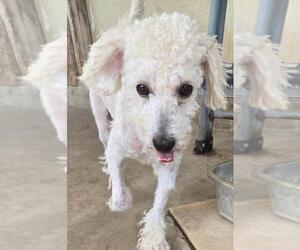 Cisco - Male Poodle (Miniature) Dog for Adoption - Photo #3