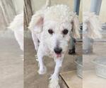 Small Photo #3 Poodle (Miniature) Puppy For Sale in San Antonio, TX, USA