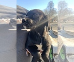 Small Photo #2 English Springer Spaniel-German Shepherd Dog Mix Puppy For Sale in ATGLEN, PA, USA