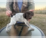 Small #12 German Shorthaired Pointer
