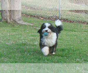 Miniature Bernedoodle Dog for Adoption in GADSDEN, Alabama USA