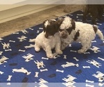 Small #3 Cock-A-Poo-Cockapoo Mix