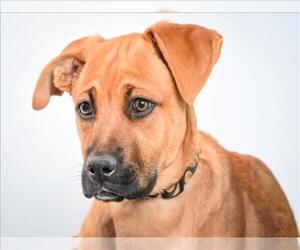 Black Mouth Cur-Unknown Mix Dogs for adoption in Fort Collins, CO, USA
